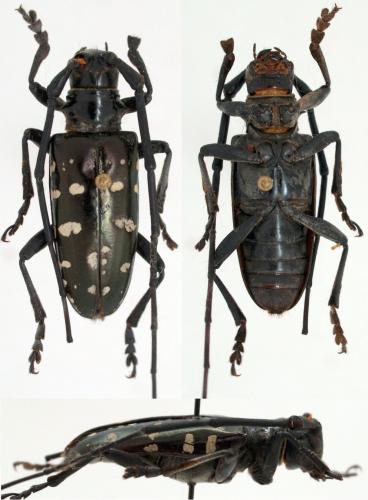 Anoplophora glabripennis